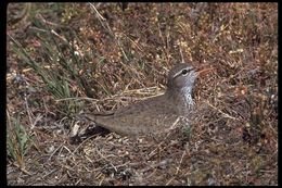 Image of Spotted Sandpiper