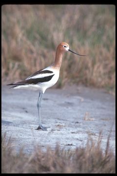 Image of American Avocet