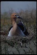 Image of American Avocet