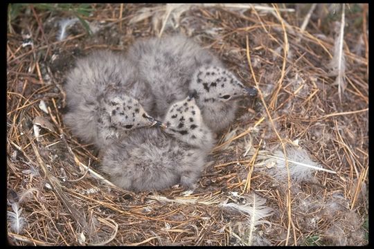 Larus californicus Lawrence 1854 resmi