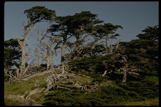 Image of Monterey cypress