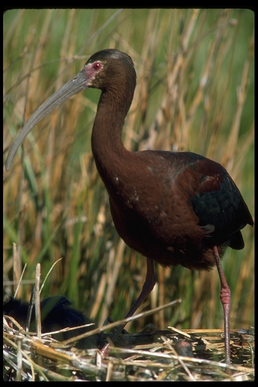 Image de Ibis à face blanche