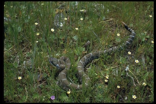 Image of Crotalus oreganus oreganus Holbrook 1840