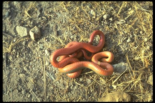 Diadophis punctatus amabilis Baird & Girard 1853的圖片