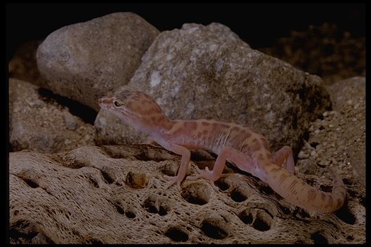 Image of Western Banded Gecko