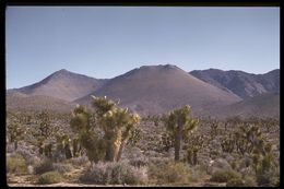 Слика од Yucca brevifolia Engelm.