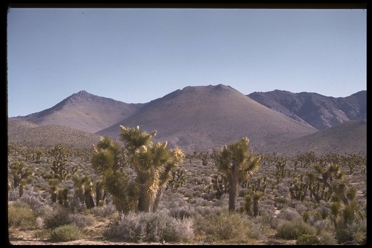 Слика од Yucca brevifolia Engelm.