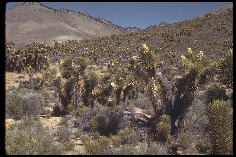 Слика од Yucca brevifolia Engelm.