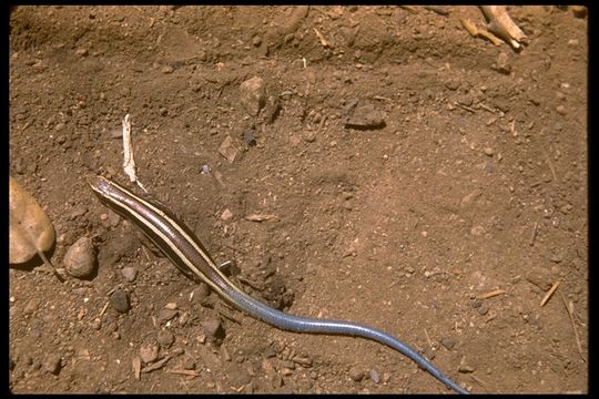 Image of Western Skink