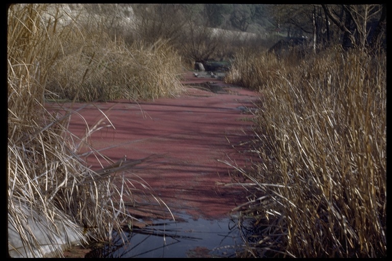 صورة Azolla filiculoides Lam.