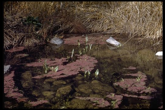 صورة Azolla filiculoides Lam.