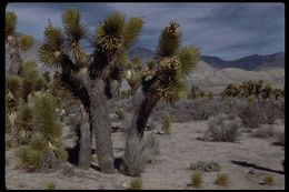 Слика од Yucca brevifolia Engelm.