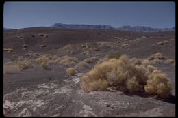 Image of shadscale saltbush