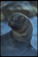 Image of Guadalupe fur seal