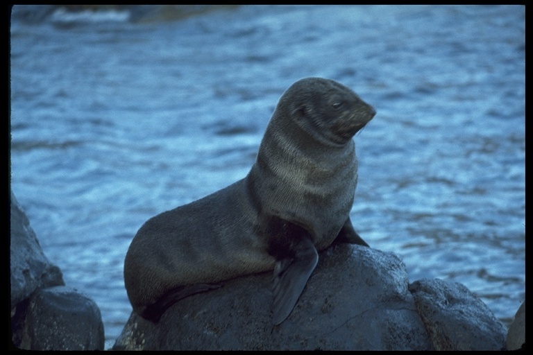 Image of Guadalupe fur seal