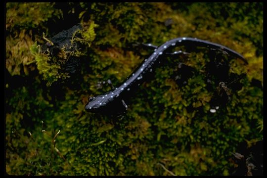 Image of Black Salamander