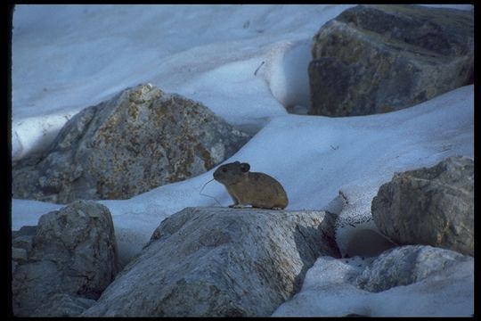 Image of American Pika