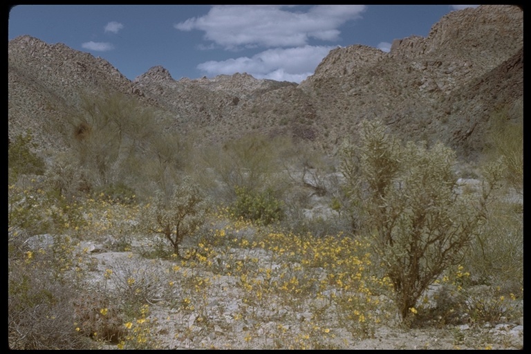 Imagem de Cylindropuntia ramosissima (Engelm.) F. M. Knuth