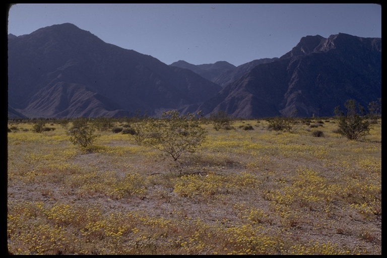 Image of smooth desertdandelion