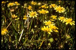 Image of baker's stickyseed