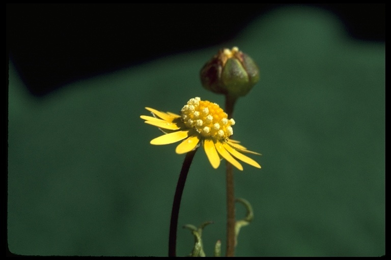 Image of baker's stickyseed