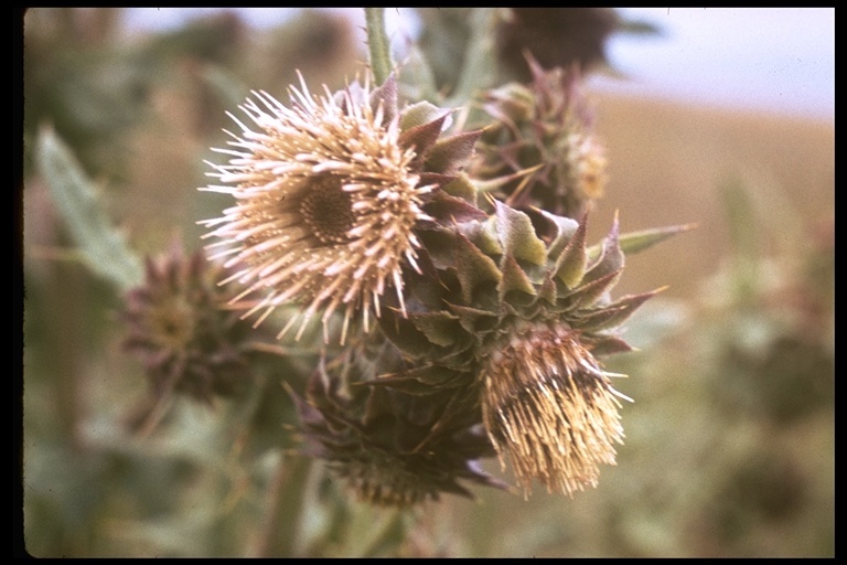 Image of Fountain Thistle