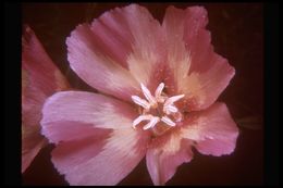 Слика од Clarkia imbricata H. & M. Lewis