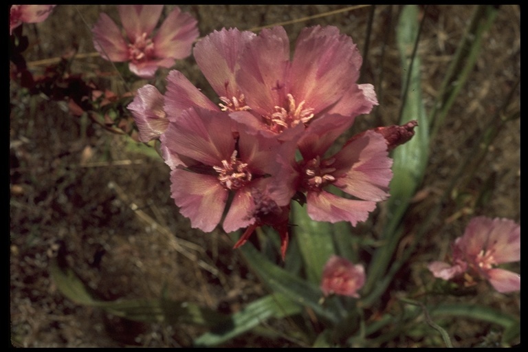 Слика од Clarkia imbricata H. & M. Lewis