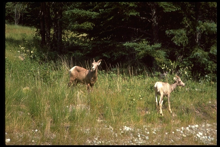 Plancia ëd Ovis canadensis Shaw 1804