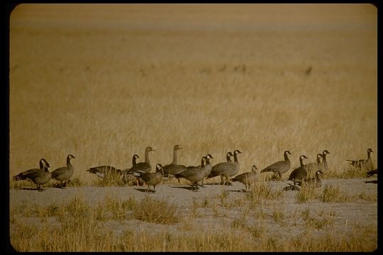 Plancia ëd Branta hutchinsii (Richardson 1832)