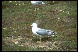 Plancia ëd Larus canus brachyrhynchus Richardson 1831