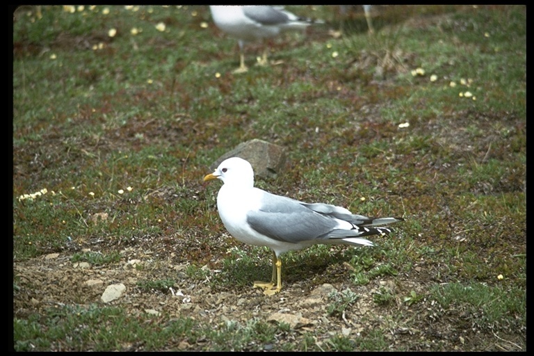 Larus canus brachyrhynchus Richardson 1831的圖片