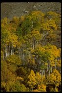 Image of quaking aspen