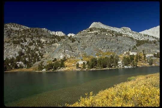 Image of quaking aspen