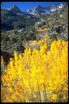 Image of quaking aspen