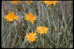 Слика од Adenophyllum cooperi (A. Gray) J. L. Strother