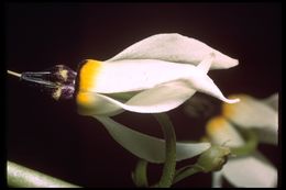 Image of <i>Primula clevelandii</i> var. <i>patula</i>