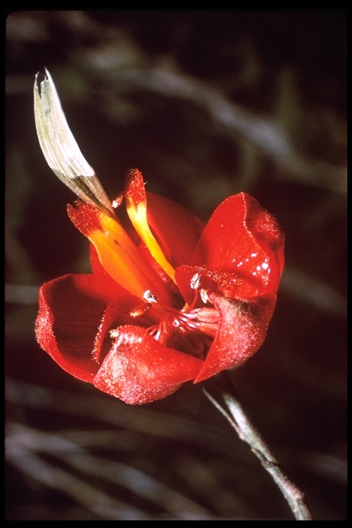 Image of scarlet larkspur