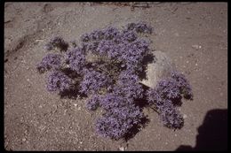 Image of <i>Eriastrum densifolium</i> ssp. <i>austromontanum</i>