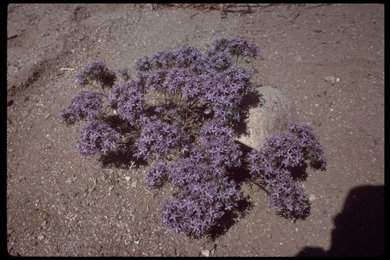 Image de <i>Eriastrum densifolium</i> ssp. <i>austromontanum</i>