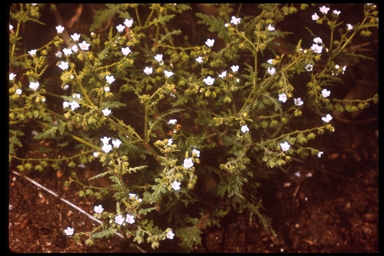 Image de Eucrypta chrysanthemifolia (Benth.) Greene