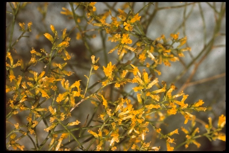 Image of threadleaf snakeweed