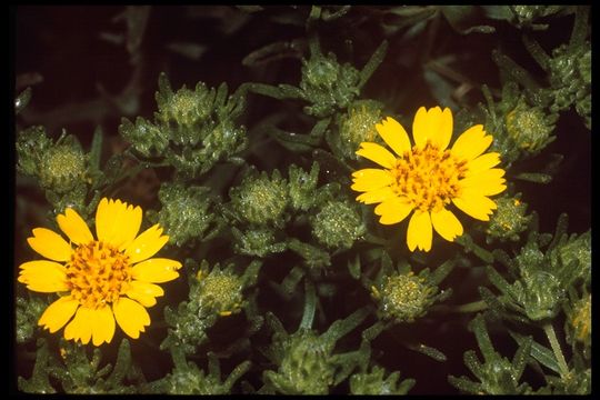 Image of Catalina tarweed