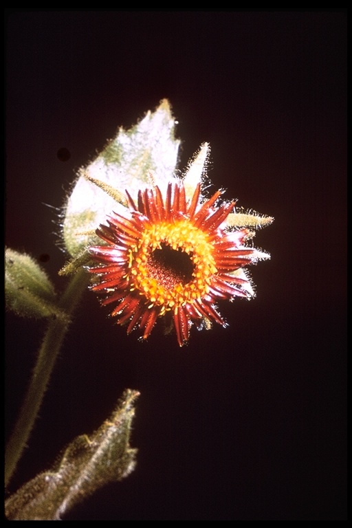 Plancia ëd Hulsea heterochroma A. Gray