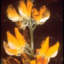 Image of saffron-flowered lupine