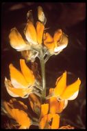 صورة Lupinus croceus Eastw.