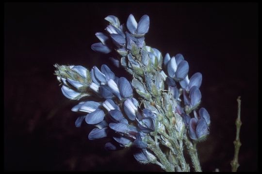 Image of Donner Lake lupine