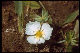 Image of California damsonium