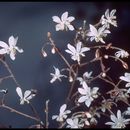 Image of redwood insideout flower