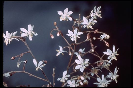 Image of redwood insideout flower